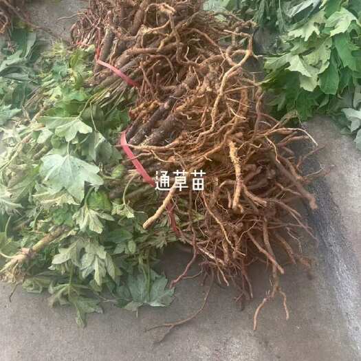 峨边县大通草苗    现货大量出售，价格优惠，枝叶茂盛，成活率高