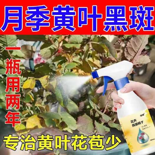 栾川县月季花黄叶黑斑病选它兰花蔷薇花月季黑斑病白粉病锈病通用杀菌剂