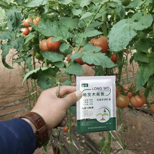 栾川县番茄专用哈茨木霉菌花叶病黑杆病脐腐病西红柿防烂微生物菌剂