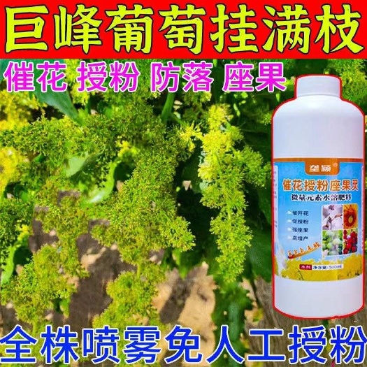 栾川县巨峰葡萄坐果灵葡萄专用授粉药沾花药保花保果防落素膨大拉穗剂
