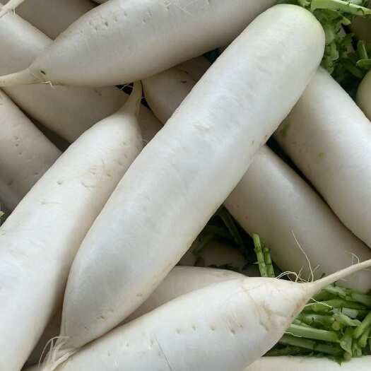 南充白萝卜