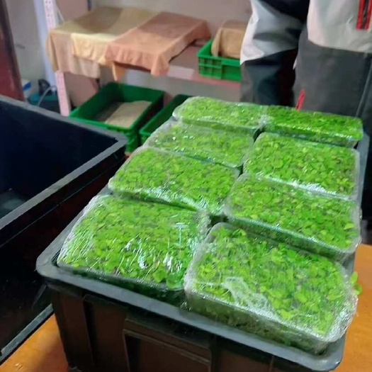 陕西西安香椿芽,香椿苗,绿色健康营养直供商超社区团购酒店批发