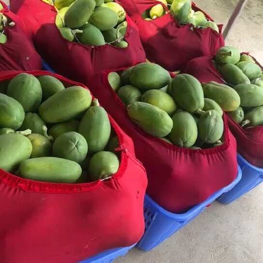 陵水县木瓜