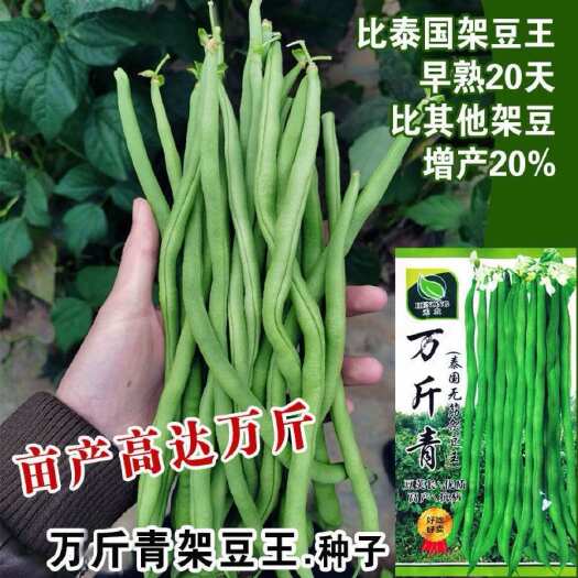 青县泰国特长架豆芸豆种子种籽豆角无丝豆抗病孑亩产蔬菜种子春季