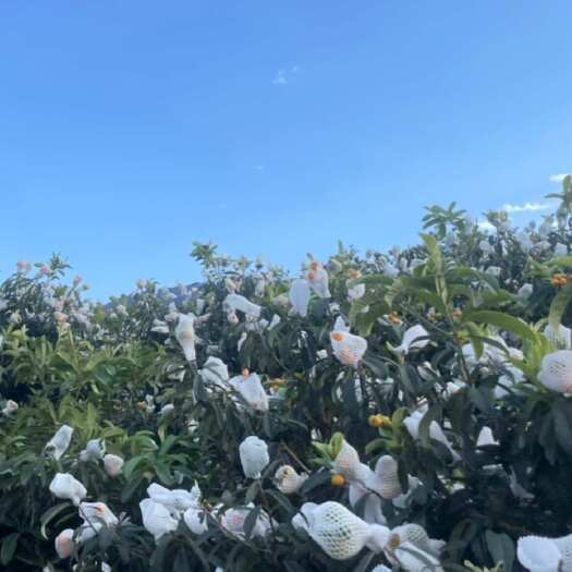 永善县第一枇杷村，口感很棒，大果，中果，小果，工厂货都有