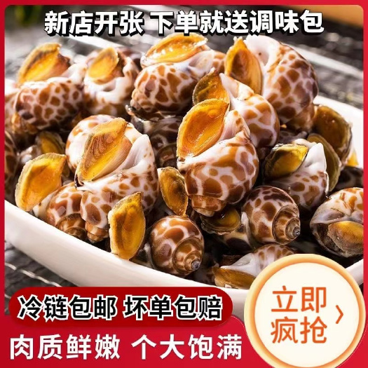 连云港花螺鲜活速冻新鲜海鲜螺类海螺香螺东风螺贝类