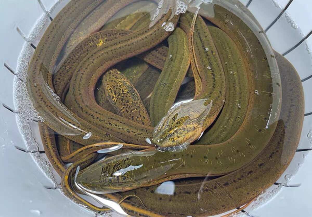 洪湖稻田土黄鳝，鳝鱼