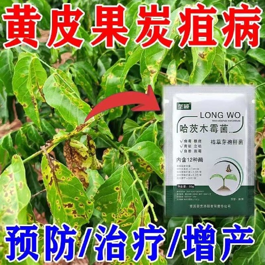 栾川县黄皮炭疽病杀菌剂黄皮果树专用杀菌剂稍腐病炭疽病烟煤病疫病全治