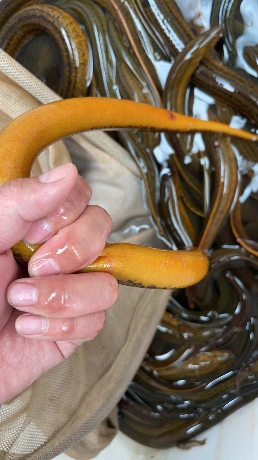 洪湖稻田土黄鳝，鳝鱼