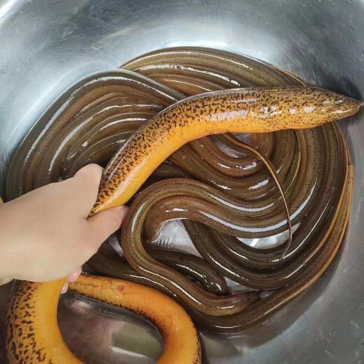 洪湖稻田土黄鳝，鳝鱼