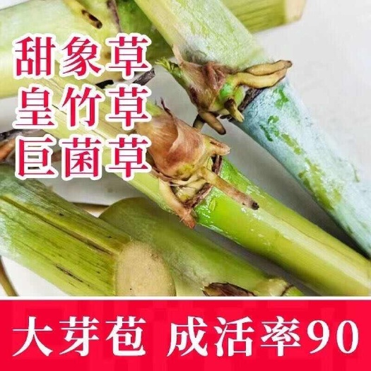 罗甸县无毛甜象草