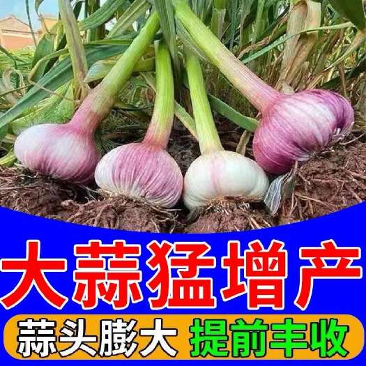 栾川县大蒜专用增产产肥防干尖黄叶蒜头膨大素膨大剂大蒜高产专用水溶肥
