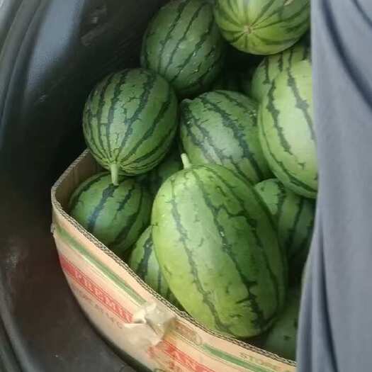 砀山县砀山早春红玉西瓜