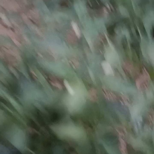 丘北县线椒
