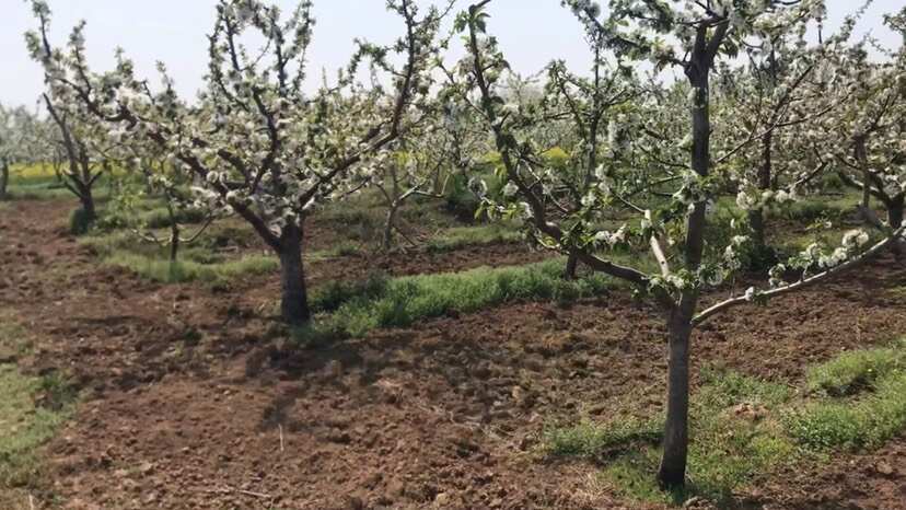 新郑市河南郑州土地流转：23亩樱桃园出租