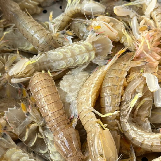 阳江皮皮虾，赖尿虾，富贵虾，虾爬子