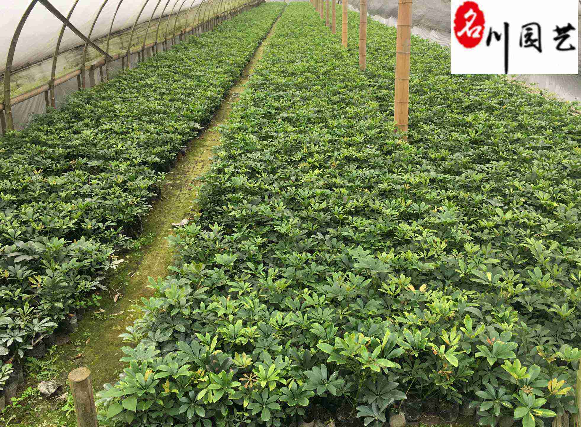 鸭脚木工程苗 20-50公分鸭脚木价格 鹅柴掌苗圃基地直销
