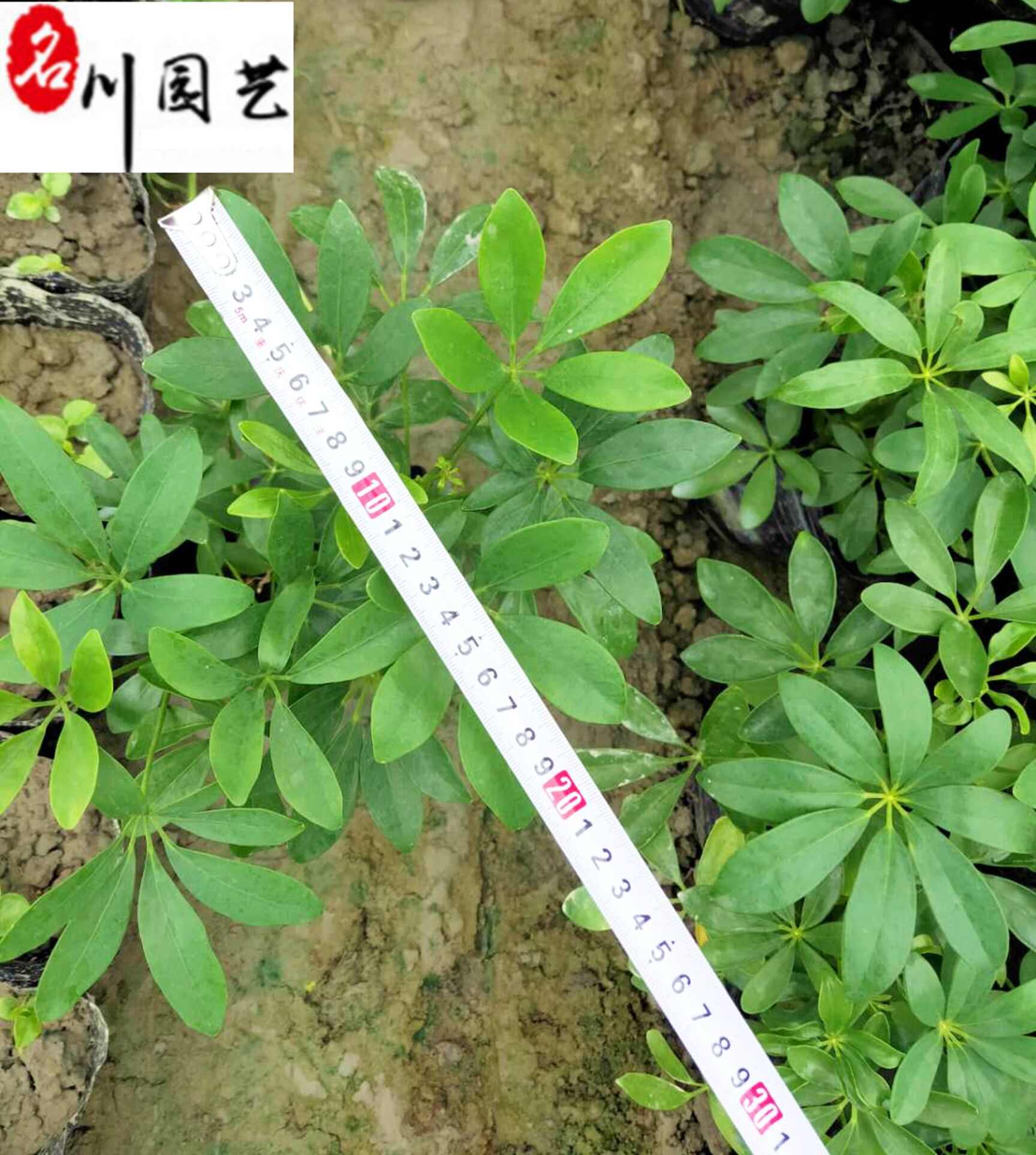 鸭脚木工程苗 20-50公分鸭脚木价格 鹅柴掌苗圃基地直销