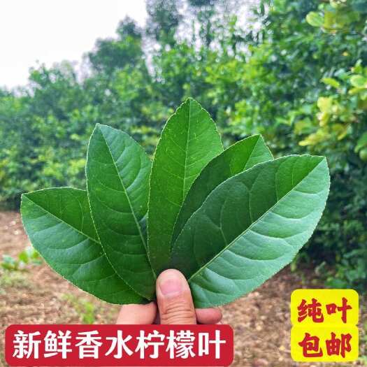 信宜市新鲜柠檬叶泰国冬阳功汤料鱼生火锅西餐厅佐香料食用装饰纯叶包邮