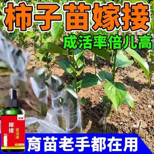 柿子树专用嫁接伤口愈合剂甜柿子剪口修复愈合防腐专用嫁接素新款