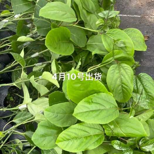 灵山县钦蜜9号百香果苗