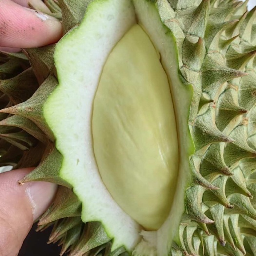  榴莲