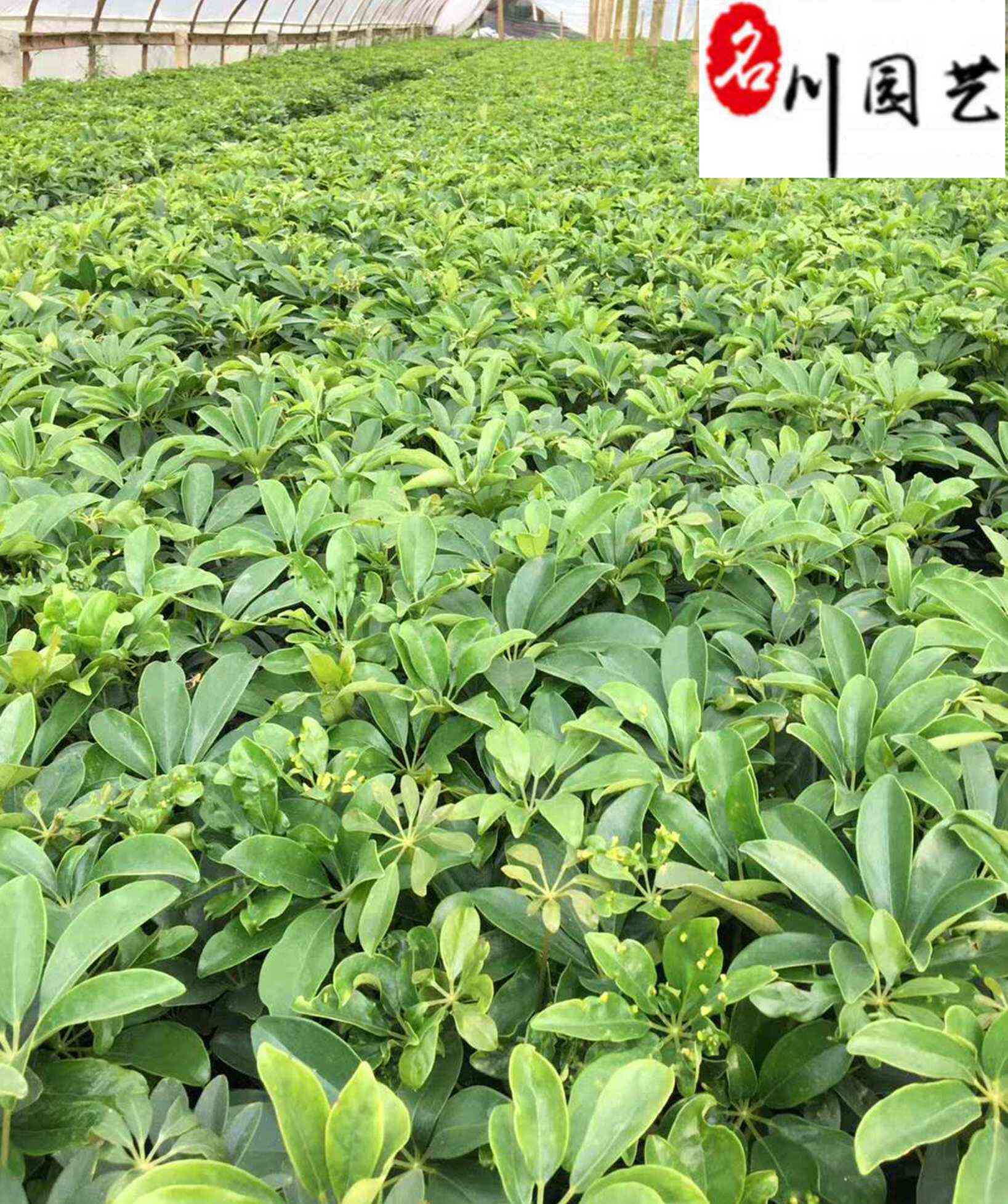 鸭脚木工程苗 20-50公分鸭脚木价格 鹅柴掌苗圃基地直销