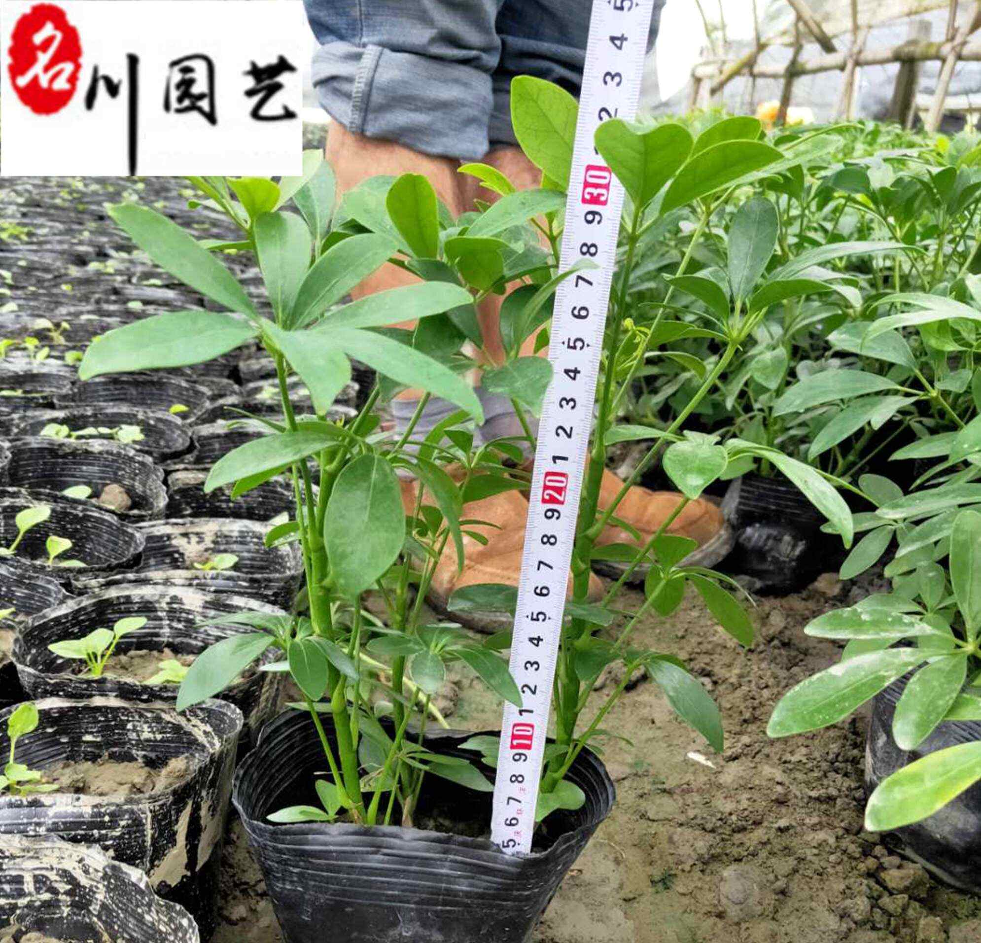 鸭脚木工程苗 20-50公分鸭脚木价格 鹅柴掌苗圃基地直销