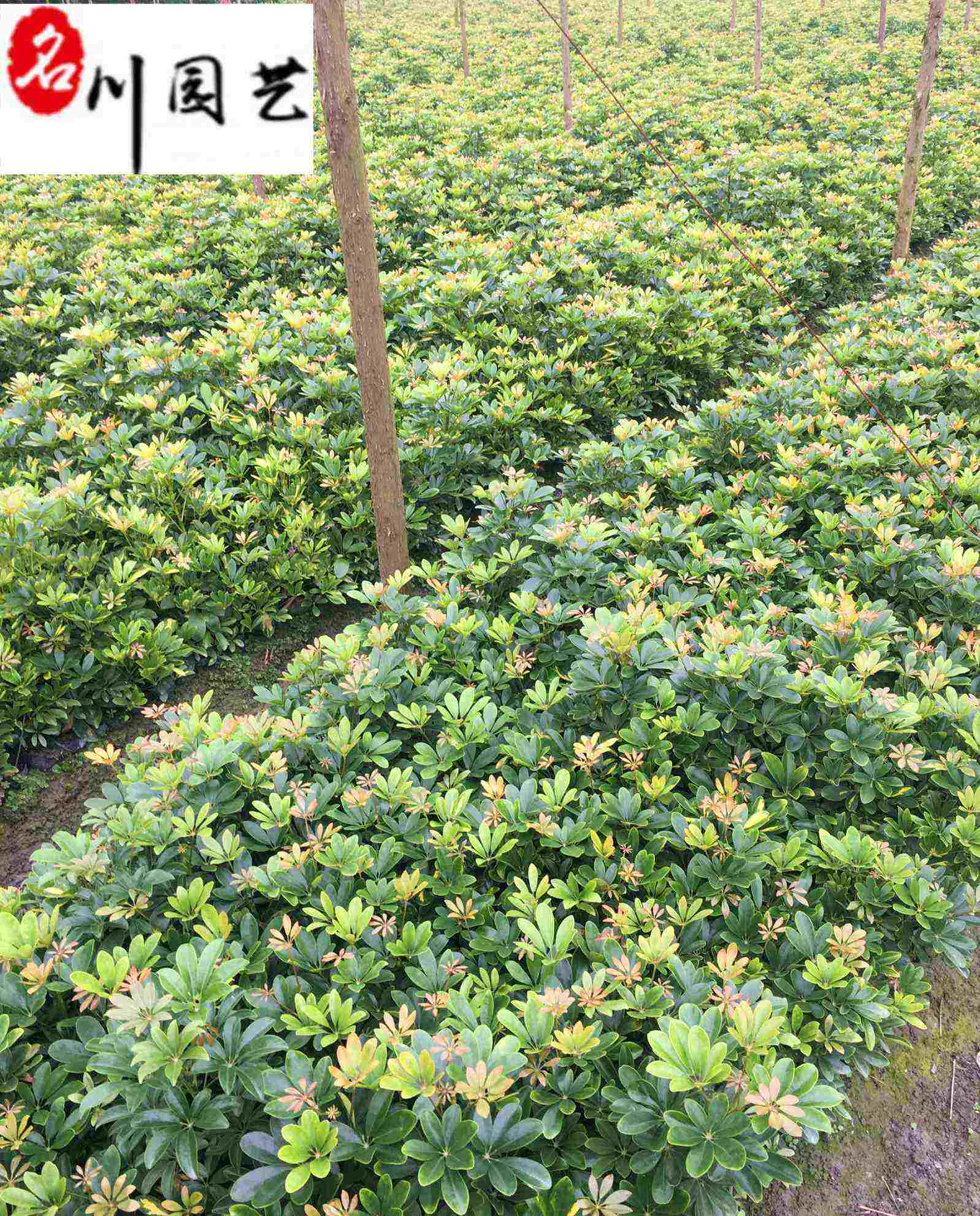 鸭脚木工程苗 20-50公分鸭脚木价格 鹅柴掌苗圃基地直销