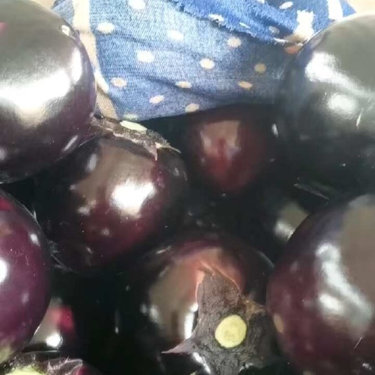 邯鄲黑圓茄