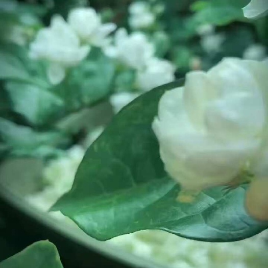 横州市这才是夏天该有的味道