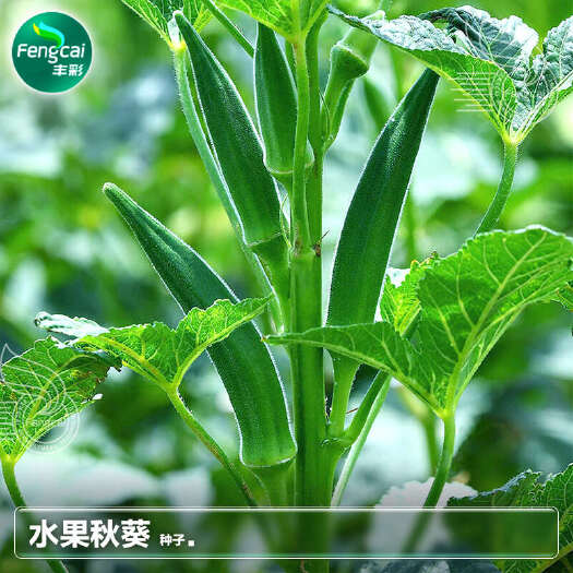 绵阳水果黄秋葵种子 花谢6-8天可采收 采收期可达100天左右