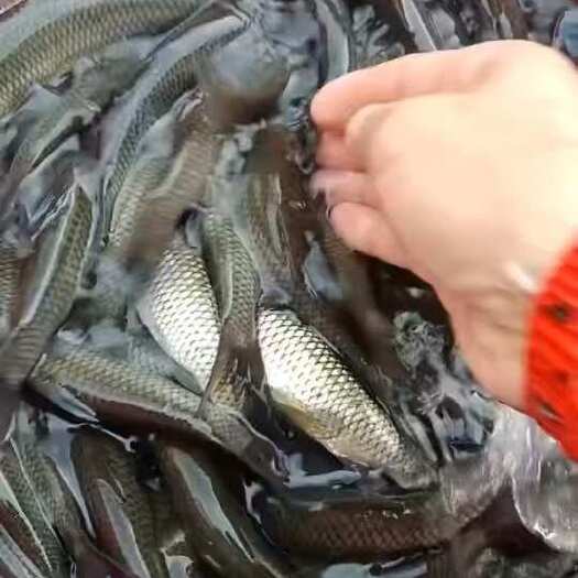 东莞市大规格草鱼苗