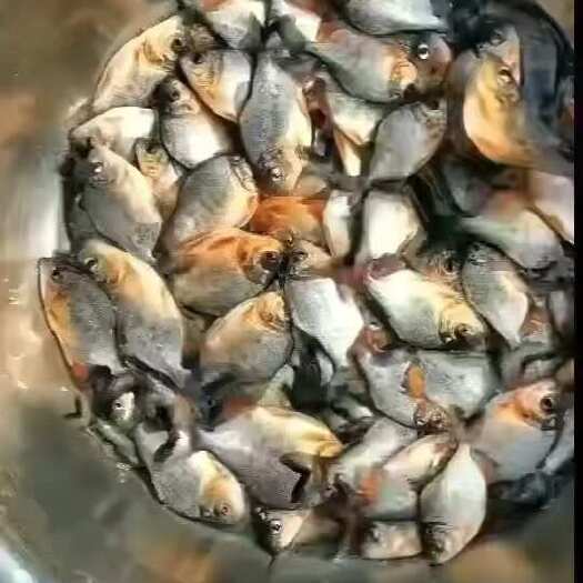 东莞市白鲳鱼苗