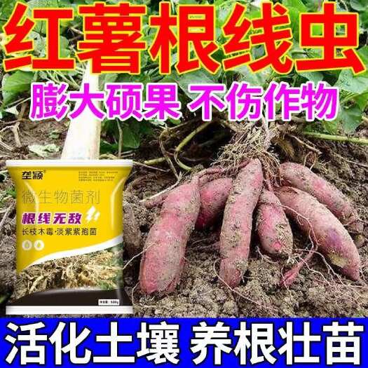 栾川县红薯根结线虫根线无敌正品灌根药大棚专用根腐病根肿病护根菌剂