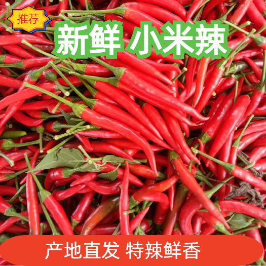 儋州市海南小米椒产地直发，一手货源，提供一条龙服务。全国代发！