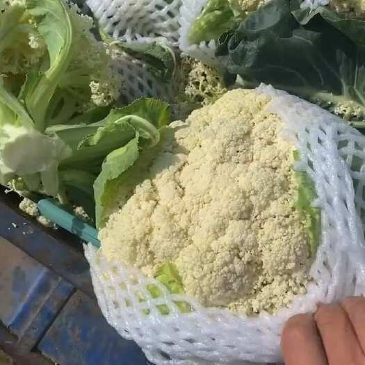 陆良县云南松花