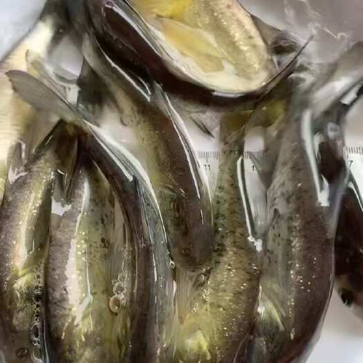 东莞市花鲢鱼苗，大头苗