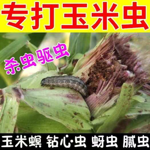 栾川县玉米杀虫药专打玉米虫药钻心虫食心虫玉米螟腻虫菜青虫打虫药长期