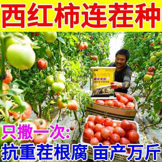 栾川县西红柿根结线虫根线无敌正品灌根药大棚专用根腐病根肿病护根菌剂