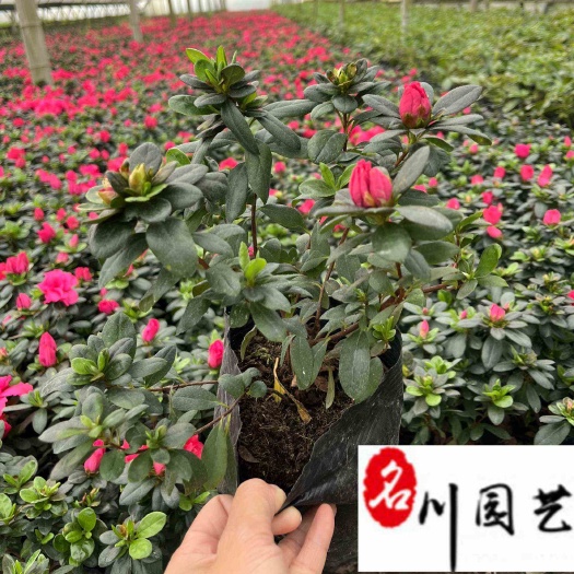 成都成都西洋鹃种植基地 比利时杜鹃优惠批发 一手货源优惠价格