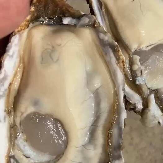 湛江生蚝