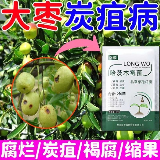 栾川县枣树病专用哈茨木霉菌大枣炭疽锈病灰斑病腐烂病褐腐病缩果病通用
