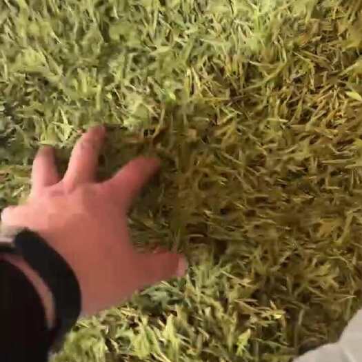 陇南黄金芽