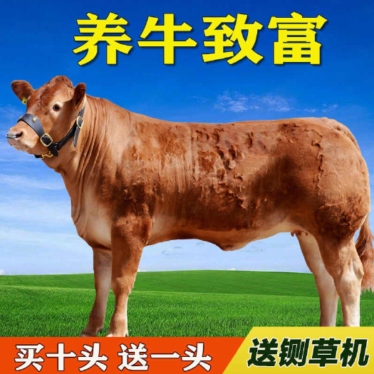 梁山县小黄牛 牛苗 肉牛犊 鲁西黄牛 厂家直供 免费送货