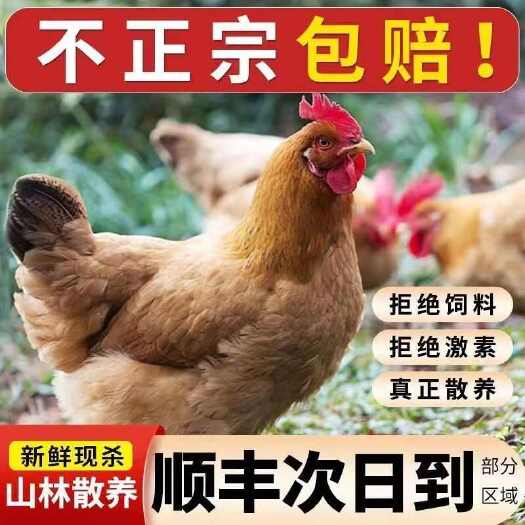 聊城【顺丰冷链】黄油老母鸡农家散养土鸡整只新鲜现杀鸡肉生鲜