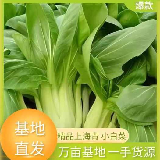 淮安优选 上海青油菜 产地直发 保质保量