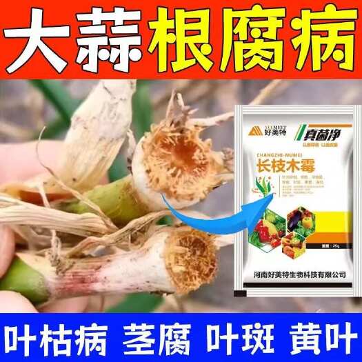 大蒜病专用长枝木霉菌大蒜根腐病锈病黄叶干尖烂根紫斑病通用