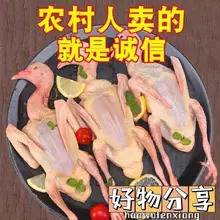 广东中山石岐乳鸽农家散养现杀新鲜鸽子肉乳鸽生鲜土鸽子商用