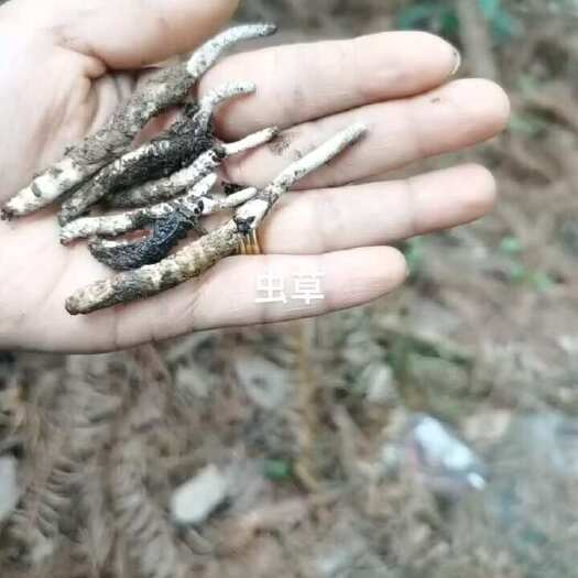 张家界冬虫夏草